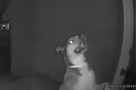 美国一家人外出度假 宠物犬从托管中心逃脱成功找回家图片