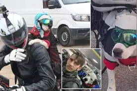 英国一宠物犬喜欢和主人摩托车兜风 带护目镜炫酷无比图片