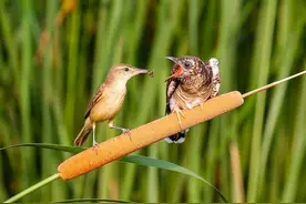 憨厚朴实大苇莺哺育杜鹃幼鸟的传奇故事图片