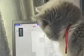 女生把猫写进毕业论文致谢，导师题字“少喵永不为恶虎”视频封面