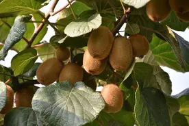 乡村振兴看河南丨“征服”碱性土壤种植猕猴桃 郸城这个科技示范园有啥高招？图片