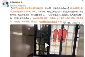 男子动物园上厕所遇老虎趴窗窥伺，动物园：玻璃很结实很安全图片