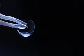 谁来终结美瞳行业的暴利？图片