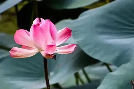 夏季养心，就是养“命”！请收好这份《养心指南》图片