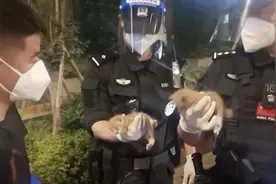 民警夜查忽然听到猫叫声 炙热车头里意外救了2只小奶猫图片