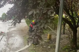 暴雨突袭！平度部分大棚、厂房积水严重深达70厘米，消防紧急排涝救援图片