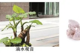 温州一女子误食这种植物中毒！小区和公园可见，毒素可致命图片