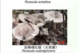 有毒野生菌类图鉴图片