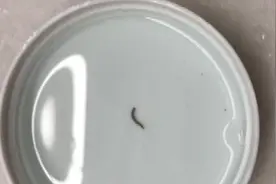 瘆人！自来水里惊现红色活虫 居民：不敢喝！相关部门回应图片