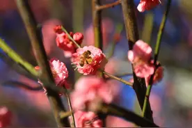 天敌入侵 澳大利亚发布蜜蜂“居家”令图片
