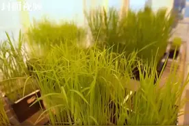 主播带你探专业 | 一起打卡川农大农业资源与环境专业视频封面