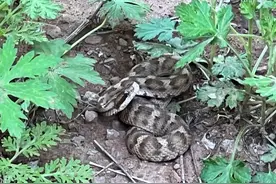 一不小心遇到蛇，你可能需要这份实用的图鉴图片