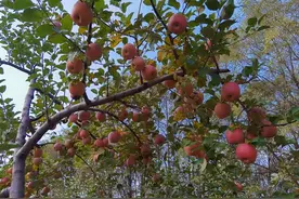 行业洞察：苹果到底还要不要套袋？图片