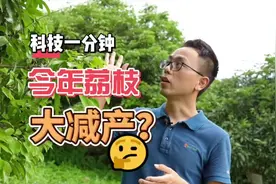 今年深圳荔枝为何大减产？图片