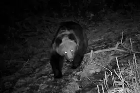 青海互助北山70年来首次发现棕熊活动轨迹图片