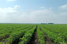 「大国粮仓」海伦大豆“油”来已久图片