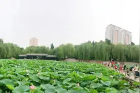 又是一年荷花开！郑州赏荷攻略来啦图片