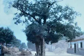 梦回大唐 感受唐韵流芳——济阳区前刘唐墓发掘、保护利用纪实图片