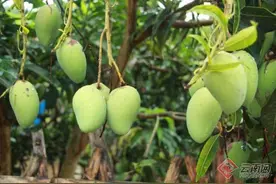 青芒果——夏天一道酸甜的美味图片