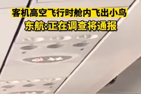 东航回应客机高空飞行时舱内飞出小鸟：正调查，将通报图片