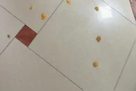 妈妈酿的李子酒“爆炸”惊醒全家，女儿：不会再尝试了图片