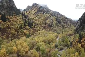 青海：互助北山林场首次发现国家二级保护动物棕熊图片