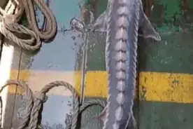 瑞安一渔民误捕两次“怪鱼”竟然是国宝......图片