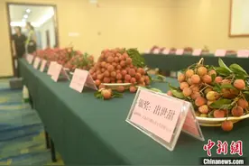 荔乡广西推介“好吃荔枝”品种 打造全国品牌图片
