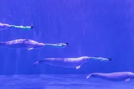 世界首创“四鲸秀”在哈尔滨极地公园震撼上演图片