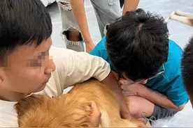 女子带金毛驱车25公里献血救杜宾，医生：情况紧急可不配型图片