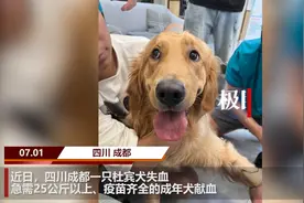 女子带金毛驱车25公里献血救杜宾，医生：情况紧急可不配型图片