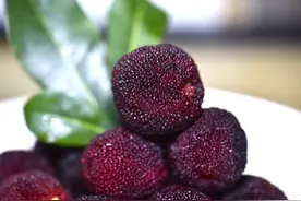 关于杨梅的一些冷知识，你知道吗？图片