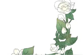 逝去的栀子花香图片