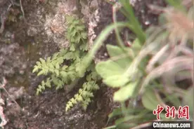 青海互助北山发现国家一级保护植物玉龙蕨图片