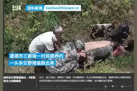 圈养杂交野猪偷跑出，6条猎狗合力围剿擒获图片
