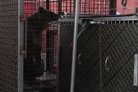 受伤棕熊经救治一年后放归阿尔泰山图片