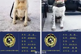 扩散！领养功勋警犬的机会来了图片