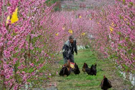 龙泉山深处的“甜蜜事业”图片