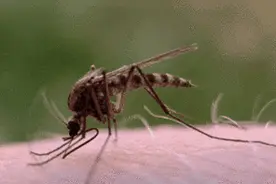 百发百中！以色列人造了一个灭蚊神器，打起蚊子太解气了图片