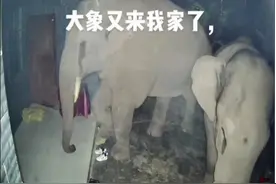 云南普洱两头大象夜访民宅，破坏居民房屋，林业部门建议及时避让别驱赶图片