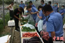 （人民幸福生活）秦岭深处：育出“有机菜”托起“致富梦”图片