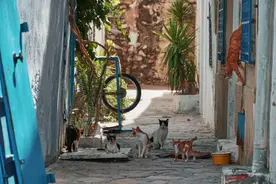 韩国网络新造词“길고양이”，你知道什么意思吗？图片