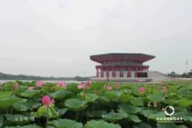 郓城：花开正鲜艳，美丽入画来图片