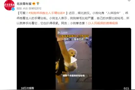 可爱！狗狗乖乖抱主人手臂出街，网友：小狗拳击套图片