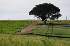 巴西阿拉蓬加斯小麦丰收在望 田野麦黄一片可喜景观图片