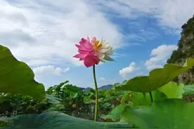 云南有种珍稀荷花是红白双拼图片