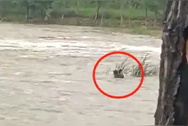 “就算我被冲走也值了！”临沂70岁老人急流中救下落水男孩图片