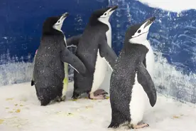 日本水族馆因通胀换便宜饲料 企鹅水獭“绝食”了图片