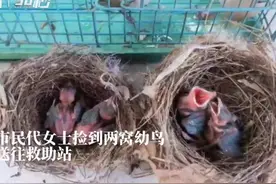 30秒｜救助站里的白头翁幼鸟 一听到“开饭啦”就张大嘴巴图片