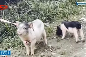 民生热线丨火锅店“团宠”被顺走“大福”“小福”你们在哪儿？图片